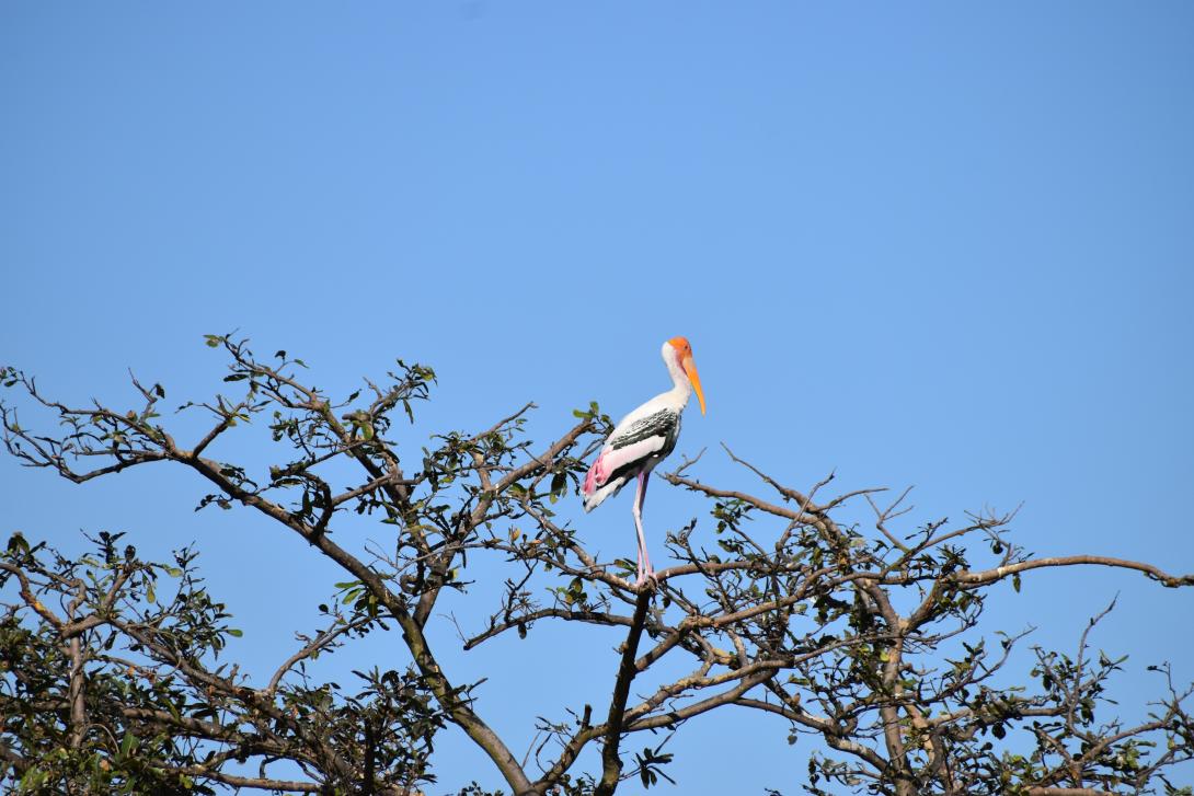 Picture of a bird on a tree.